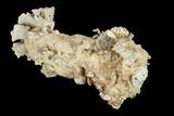 Jurassic Coral (Thecosmilia) Colony And Urchin - Germany #113131-8